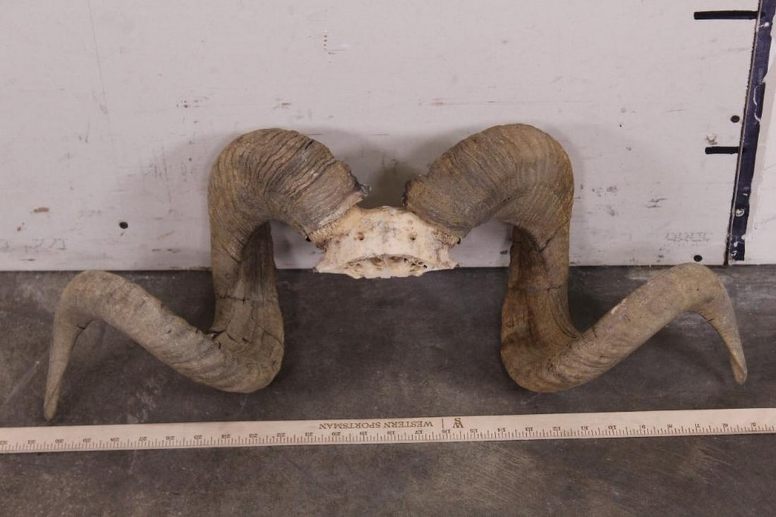 Corsican Ram Horns on Skull Cap from the Ken Wilson Collection TAXIDERMY (1 of 5)