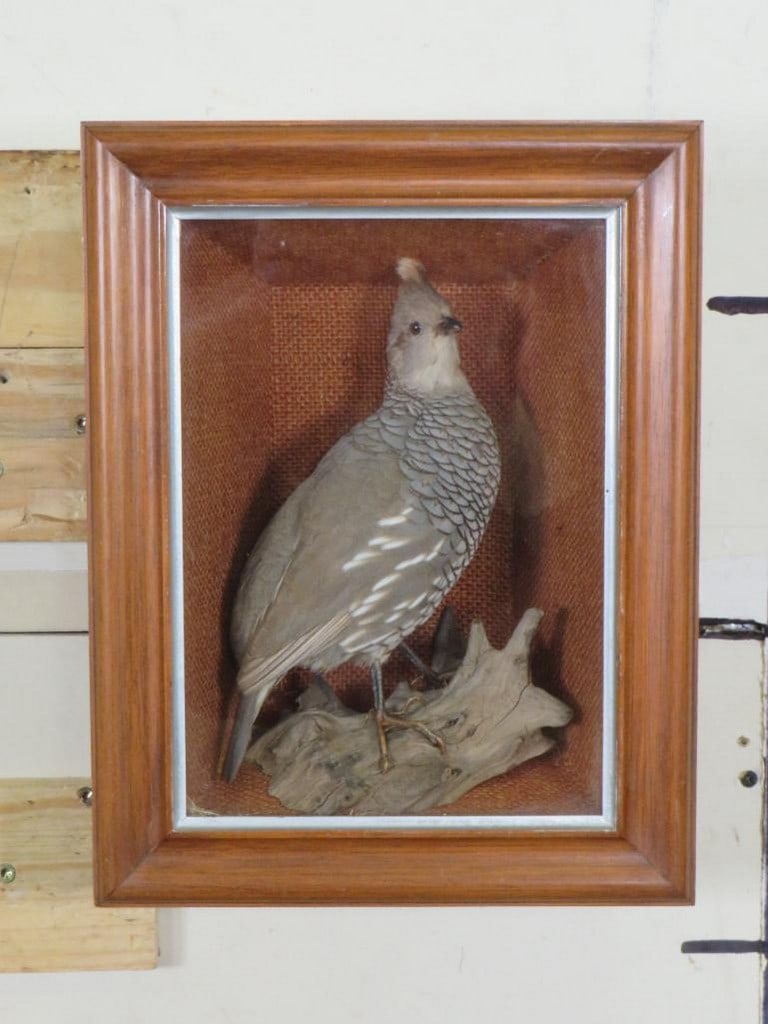 Nice Lifesize Quail Bird in Shadow Box Frame TAXIDERMY (1 of 4)