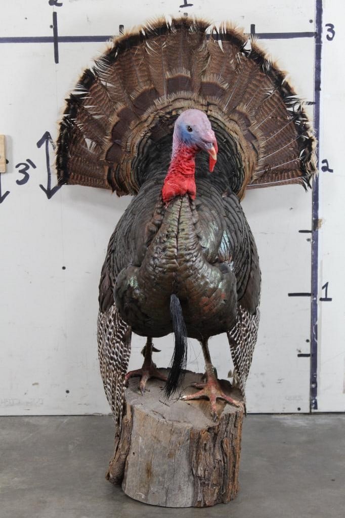 Nice Lifesized Strutting Turkey on Wood Stump Base from the Ken Wilson Collection TAXIDERMY: TAXIDERMY