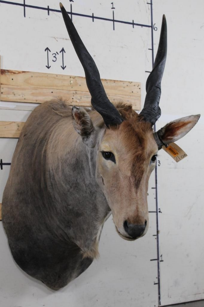 Livingston Eland Sh Mt w/Removable Horns from the Ken Wilson Collection TAXIDERMY (1 of 11)