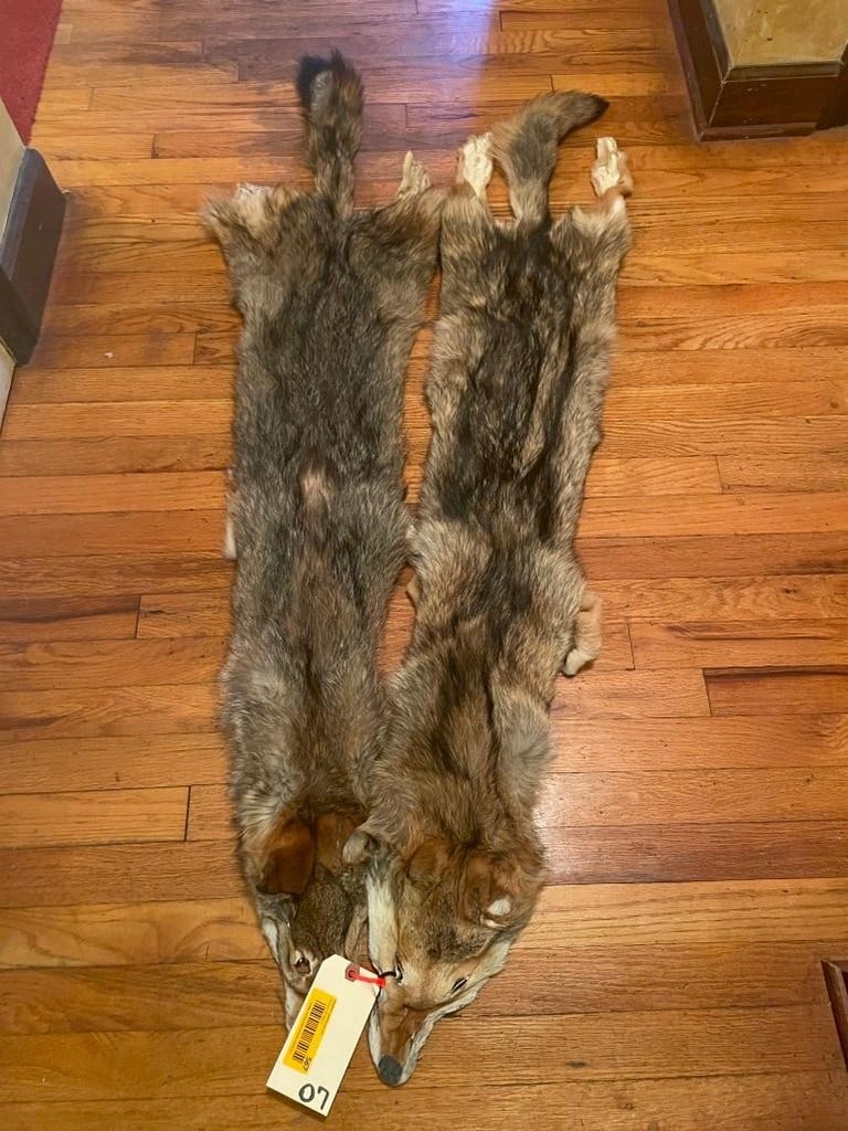 2 NEW, X Large, soft tanned Coyote furs/hides/skins, Great fur app. 57 inches long great log cabin (1 of 3)