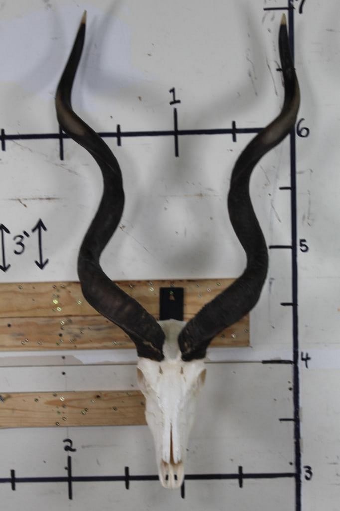 Kudu Skull on Custom Wall Hanger from the Ken Wilson Collection TAXIDERMY (1 of 9)