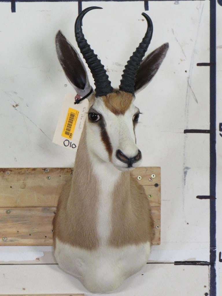 Nice Clean Springbok Sh Mt w/Repro Horns TAXIDERMY (1 of 12)
