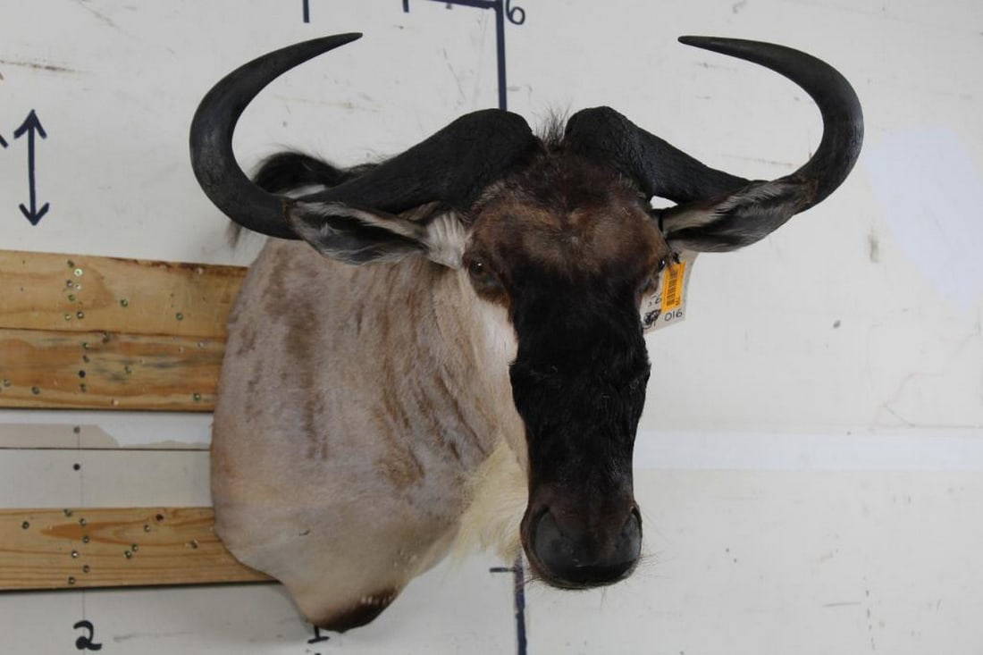 Sports Auctions Vintage Equipment & Gear Page 15