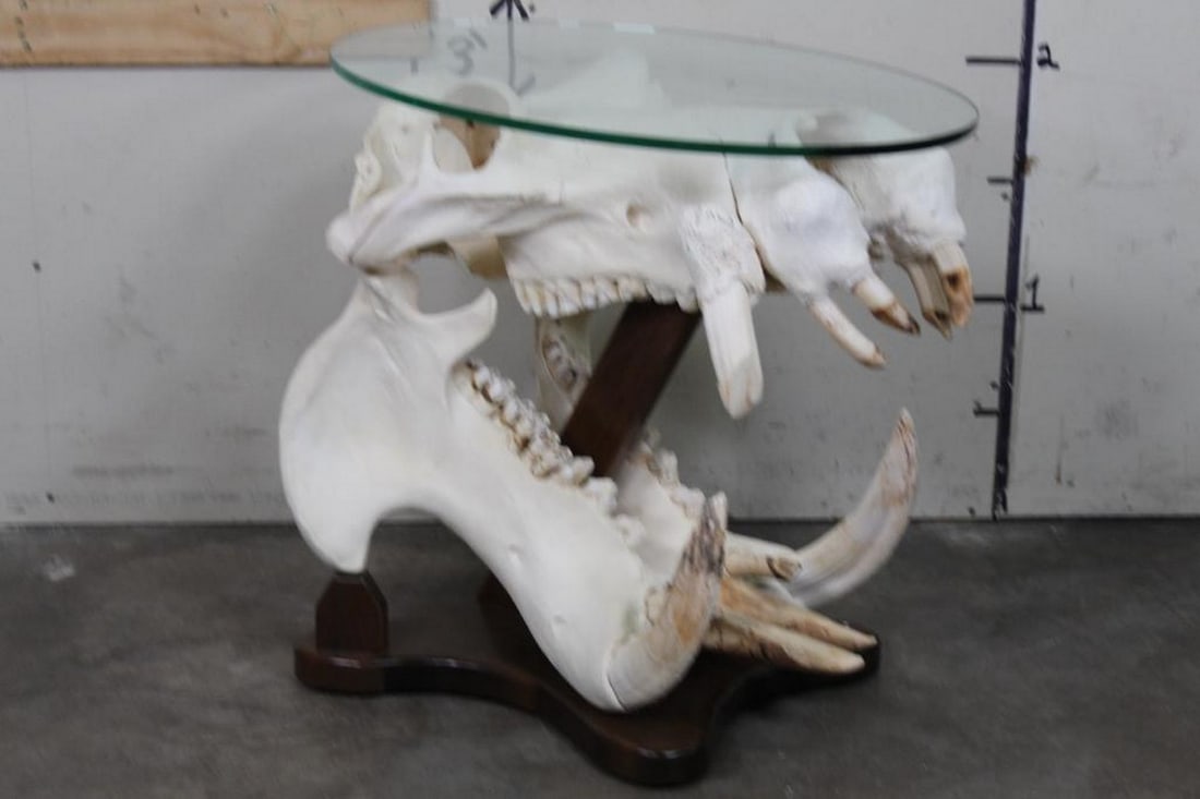 XL A-Grade Hippo Skull Coffee Table TAXIDERMY: BIG teeth-has all of them, thick 1/2" glass, glass measures 30"Lx20"W. Table is 27.5" tall
