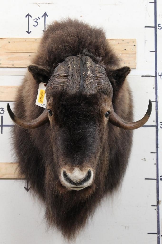 Nice/BIG Musk Ox Sh Mt TAXIDERMY (1 of 10)
