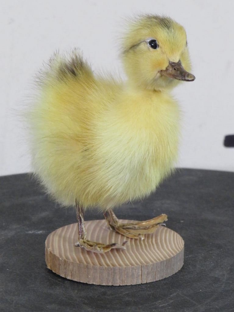 Adorable Little Harlequin Duckling (Domestic) TAXIDERMY: TAXIDERMY