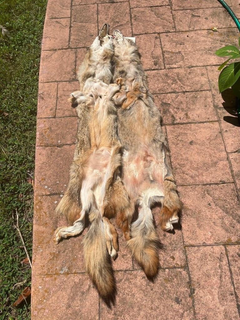 2 NEW, X Large, soft tanned Coyote furs/hides/skins, Great fur app. 57 inches long great log cabin T (1 of 3)