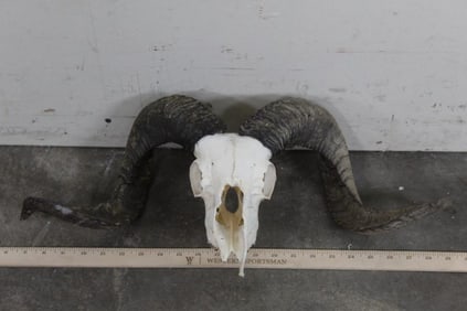 Sheep Skull from the Ken Wilson Collection TAXIDERMY