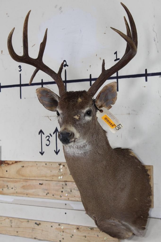 Rough Cape w/Nice Rack 9 Pt Whitetail Sh Mt TAXIDERMY (1 of 9)