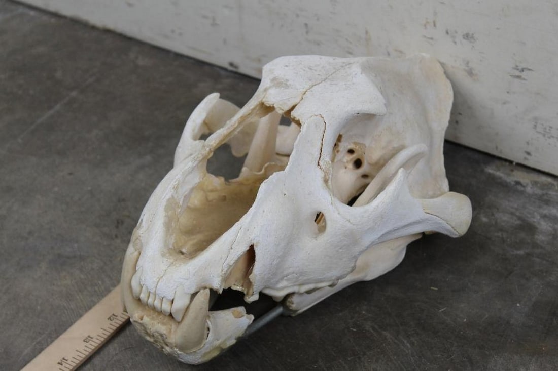 African Lion Skull (Partial) Has Damage & Repair *TX RES ONLY* TAXIDERMY (1 of 8)