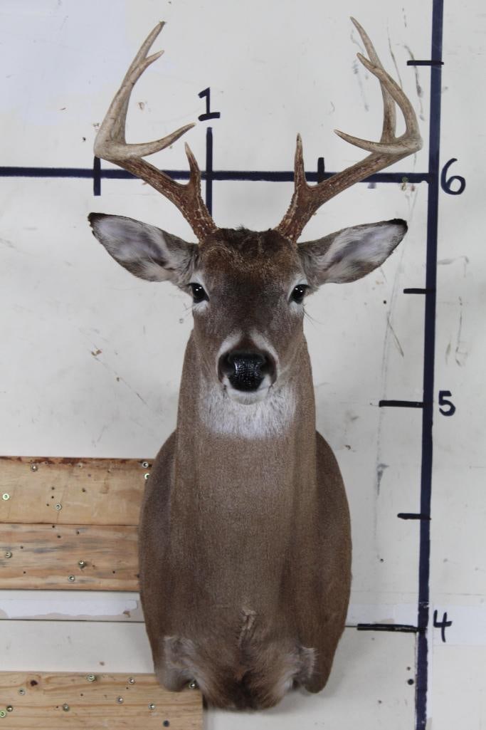 Nice condition WHITETAIL DEER Shoulder Mount. 8-Point Buck: Nice Condition WHITETAIL BUCK with an 8-Point Spread. Male white-tailed deer grow and shed their antlers every year. TAXIDERMY