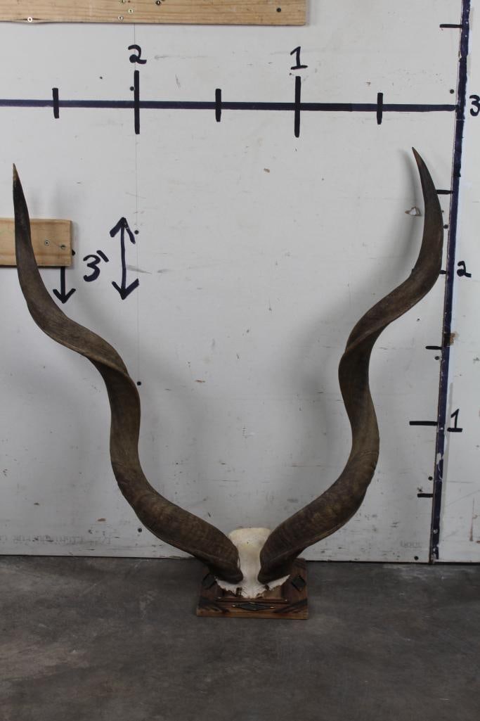KUDU HORNS on Skull Cap. Horns are removable. Mounted on a wooden Table Pedestal (1 of 5)