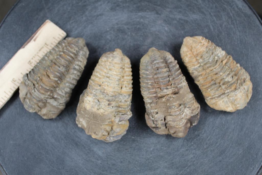 4 Trilobite Diacalymene FOSSILS from Morocco. Devonian Era (1 of 7)