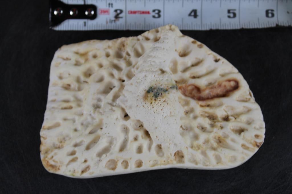 Giant CROCODILE Scute Taken off the back of an 18'2" Croc (1 of 5)