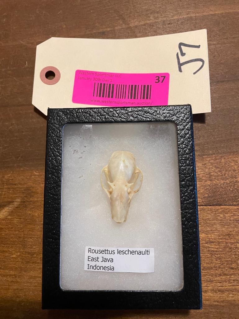 Awesome FRUIT BAT Skull with Scientific name in display (1 of 3)