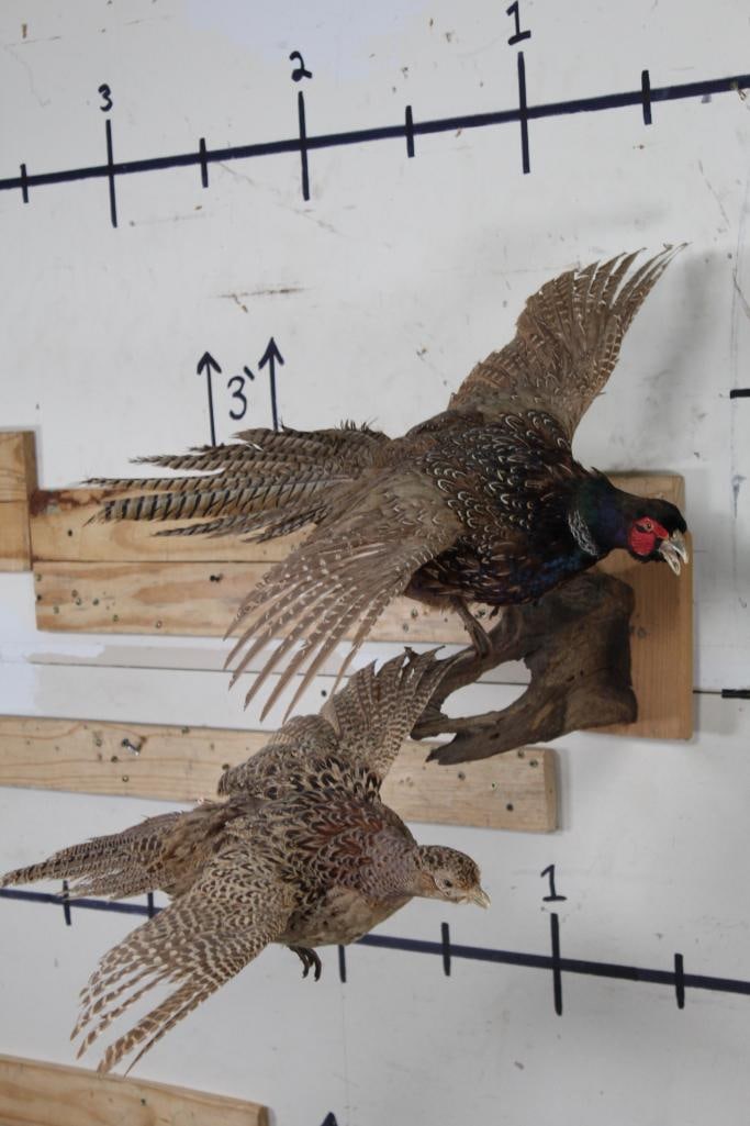 Male and Female Life-sized Flying RING-NECKED PHEASANTS on a Wooden Wall Hanger. (1 of 14)