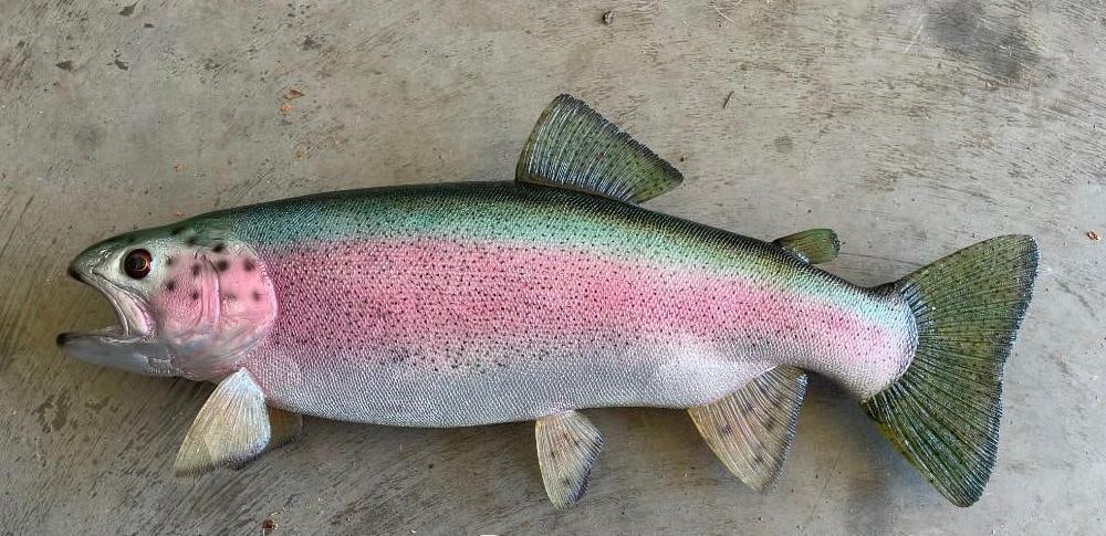 Beautiful Reproduction RAINBOW TROUT Fish (1 of 3)