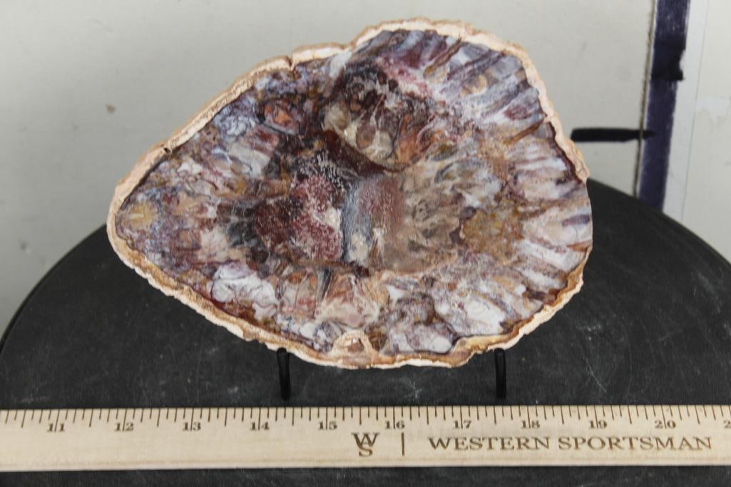 Polished Petrified or Agatized Wood Slab Slice from Madagascar. Wt: 1lb 5oz (1 of 6)