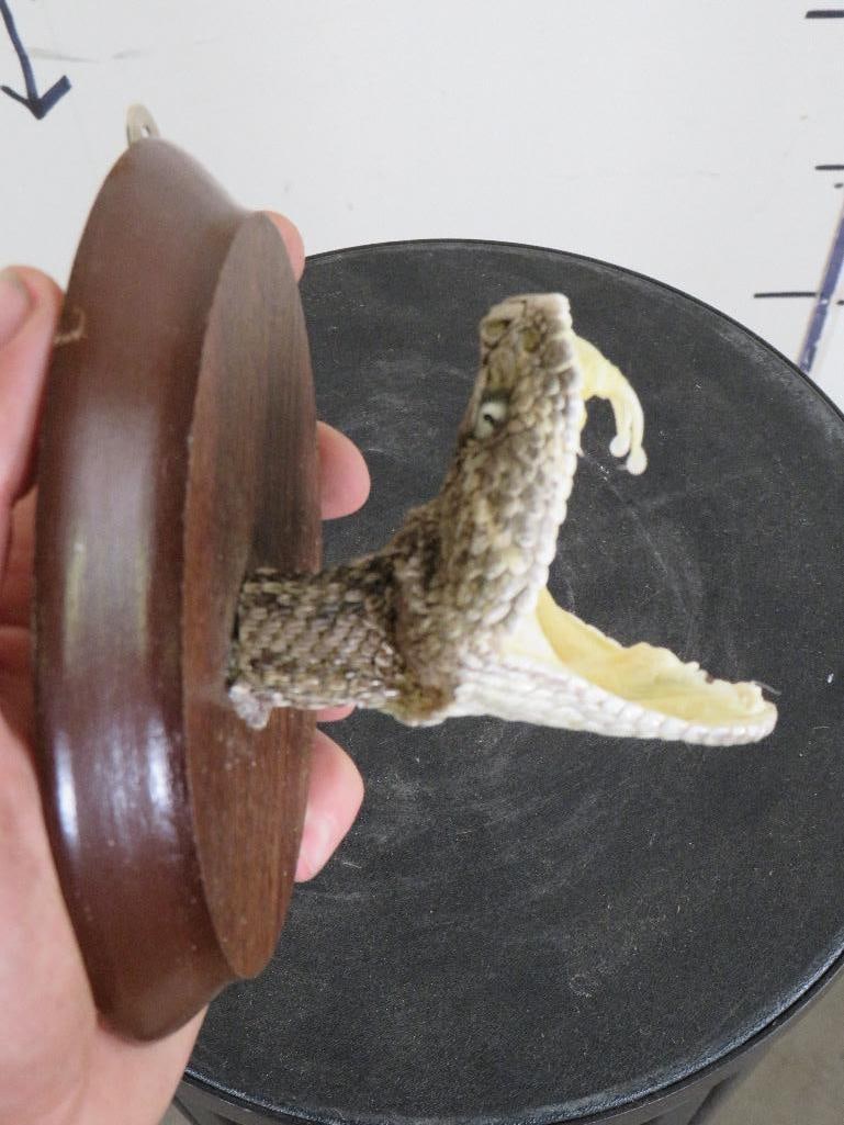 NEW Western Diamondback RATTLESNAKE Head on Plaque BIG FANGS (1 of 6)