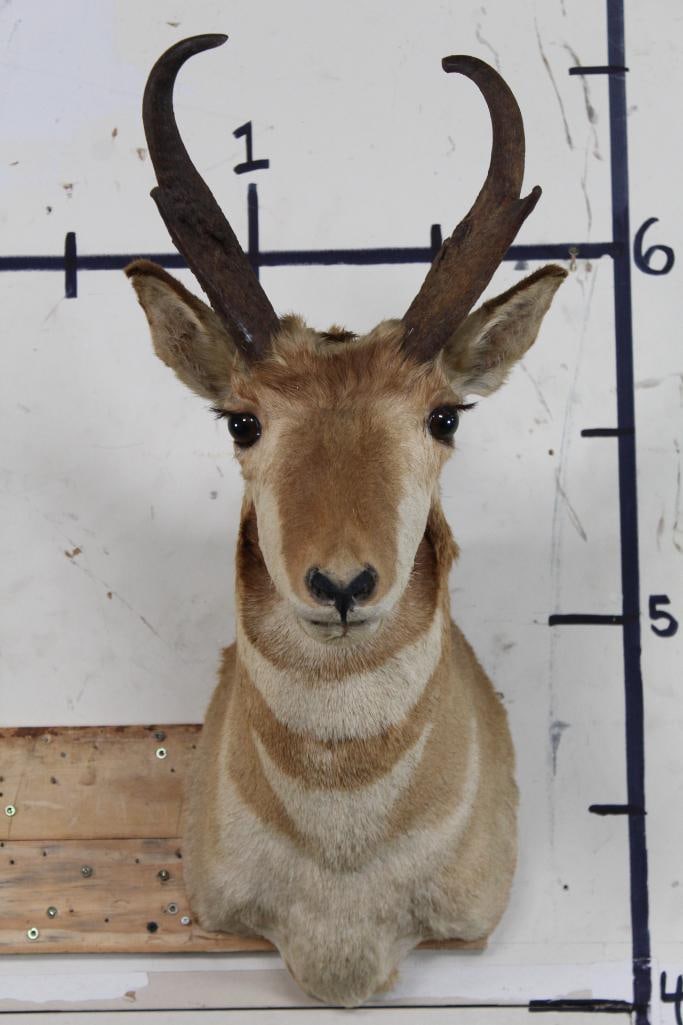 PRONGHORN Shoulder Mount (1 of 10)