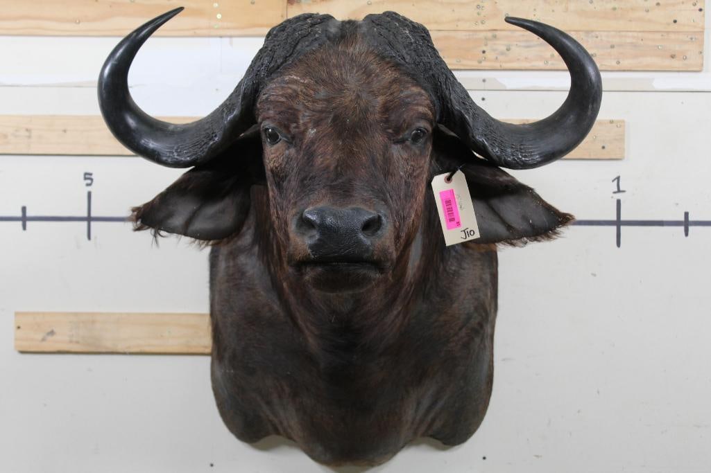 CAPE BUFFALO Shoulder Mount with a 35" Spread (1 of 10)
