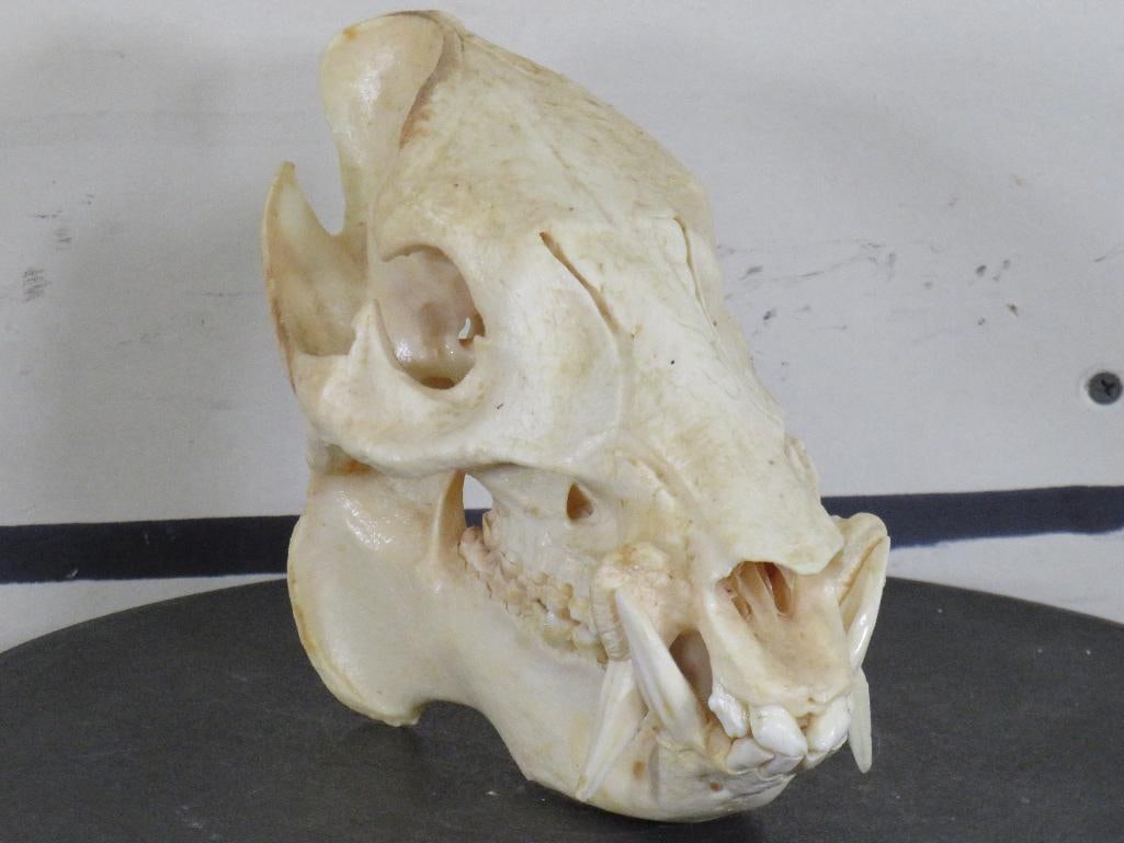 JAVELINA SKULL with Wired Jaw: JAVELINA SKULL with Wired Jaw. Approximately 8.25" Long x 4.25" Wide x 6" Tall. Javelinas are found throughout Central and South America, Trinidad in the Caribbean, and in the southwestern