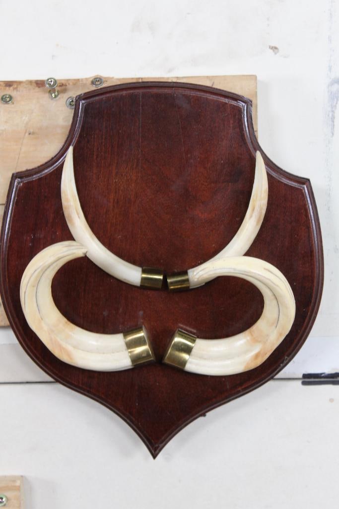 Set of Warthog Tusks on Wooden Plaque with Wall Hanger (1 of 6)
