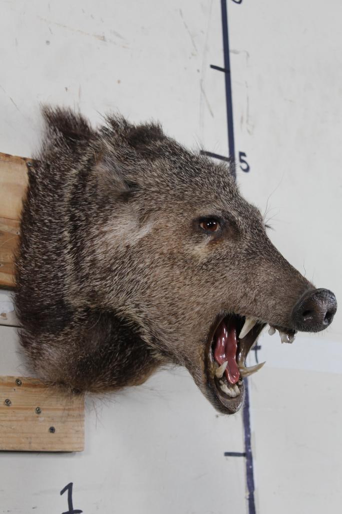 JAVELINA Shoulder Mount (1 of 7)