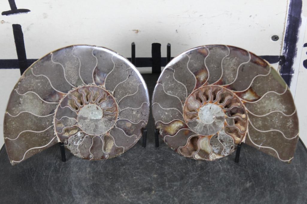 Polished Split Pair, Agatized AMMONITE FOSSIL from Madagascar with Stand. Wt: 1lb 14oz (1 of 7)
