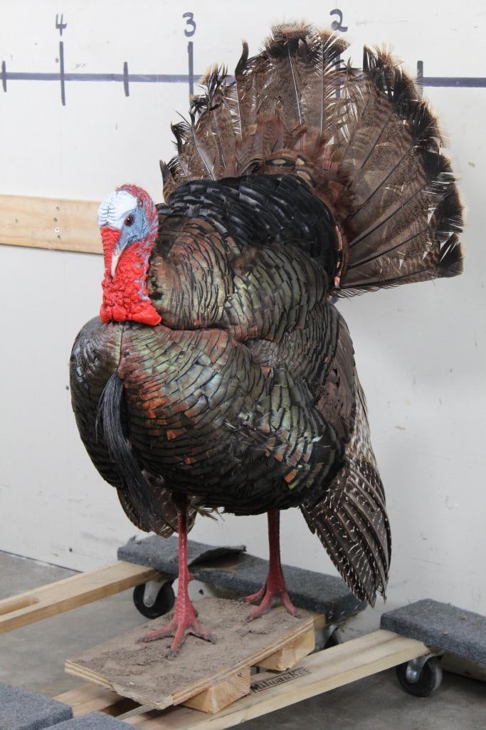 Life-sized Strutting TURKEY on Bolts with NO BASE. Approx. 8.5" Beard: This life-sized TURKEY is ready to strut home to you. His Beard is approximately 8.5" Long and is secured on Bolts with NO BASE. Sourced and cut from a diorama. TAXIDERMY