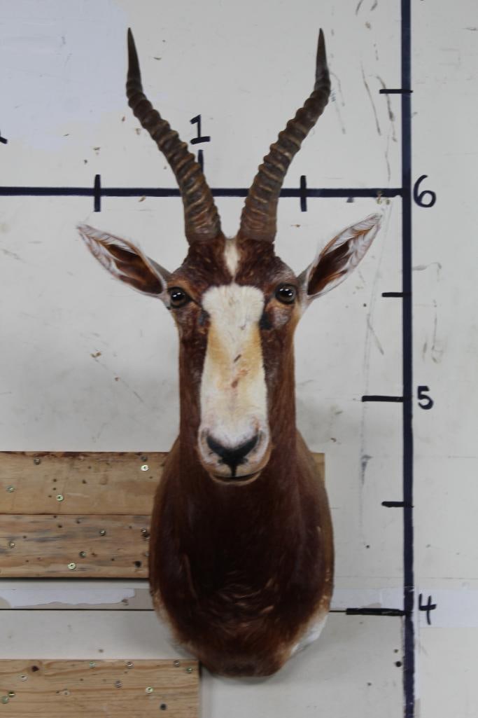 BLESBOK Shoulder Mount (1 of 10)