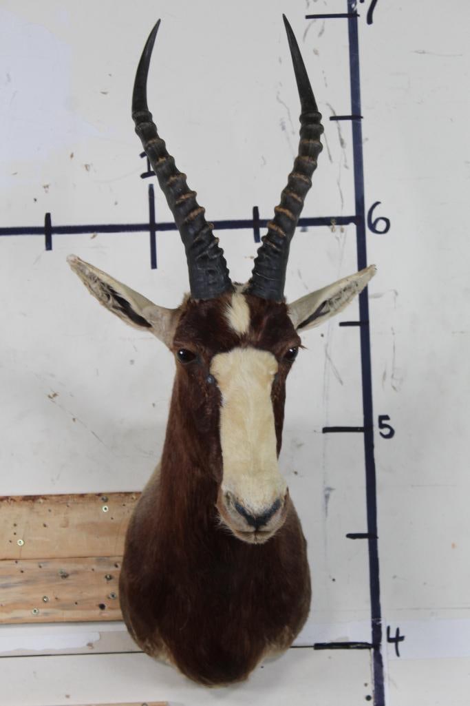 BLESBOK Shoulder Mount (1 of 10)