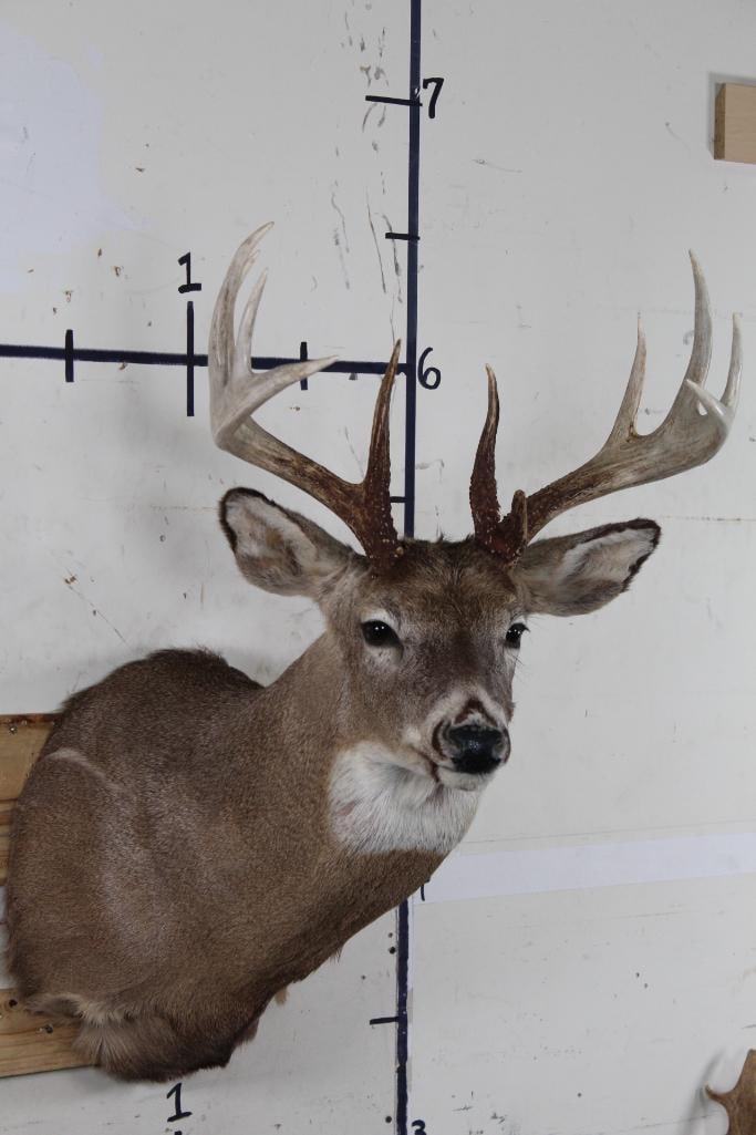 Nice 11-Point WHITETAIL BUCK Shoulder Mount with long brow tines: Nice 11-Point WHITETAIL BUCK Shoulder Mount with long brow tines. 19.25" Spread. TAXIDERMY