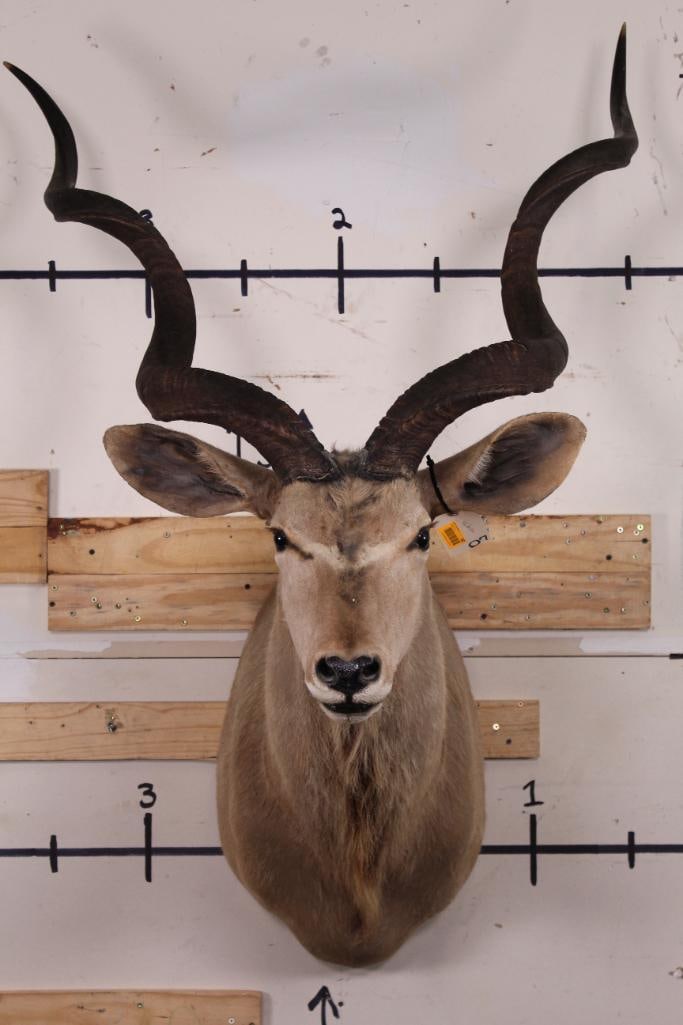 KUDU Shoulder Mount with Removable Horns (1 of 16)