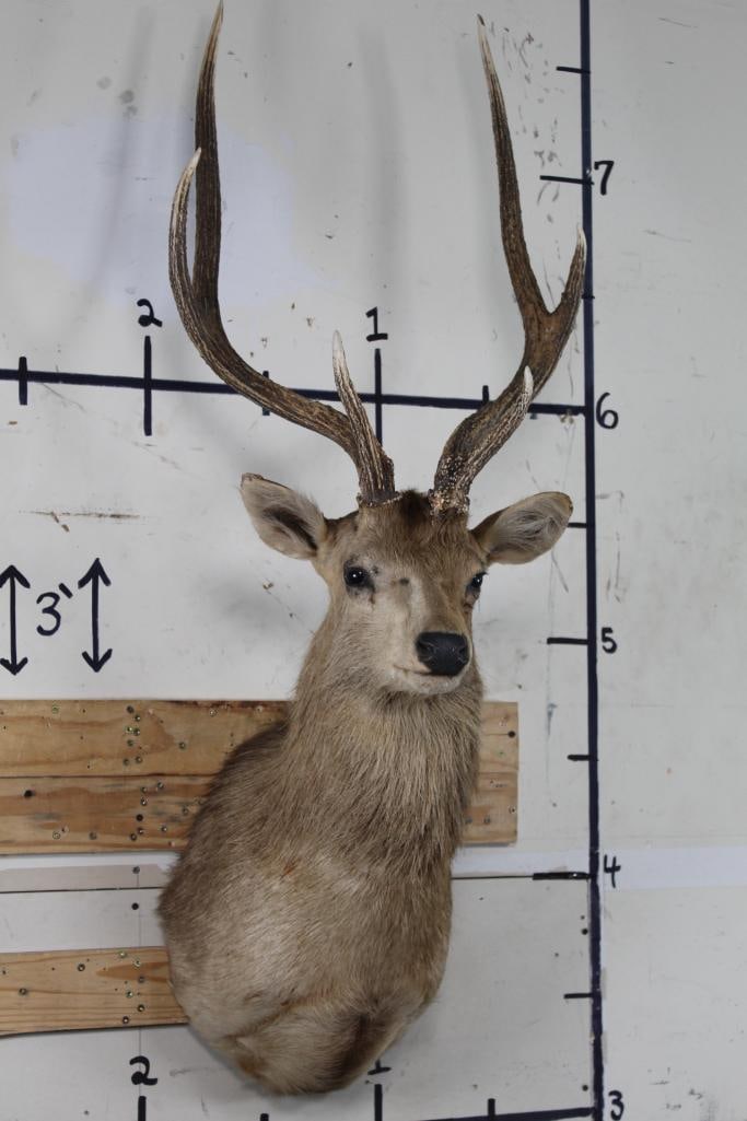 XL RUSA DEER Shoulder Mount (1 of 10)