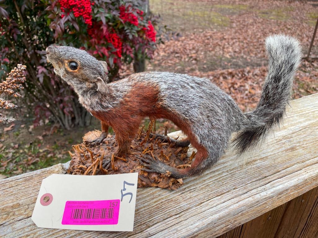 *Rare* Beautiful color phase, life-sized SQUIRREL. Vintage Taxidermy (1 of 4)