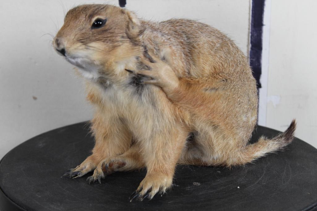 Rarely Seen Life-sized PRAIRIE DOG in Freestanding Action Pose (1 of 8)