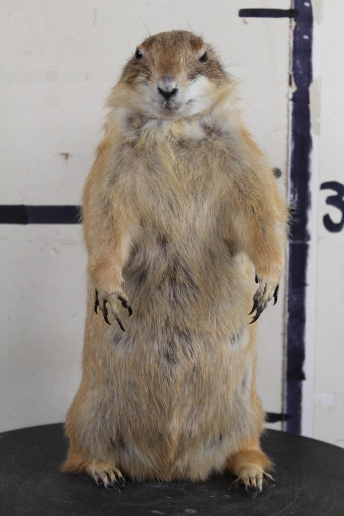 Rarely Seen Life-sized PRAIRIE DOG Freestanding (1 of 8)