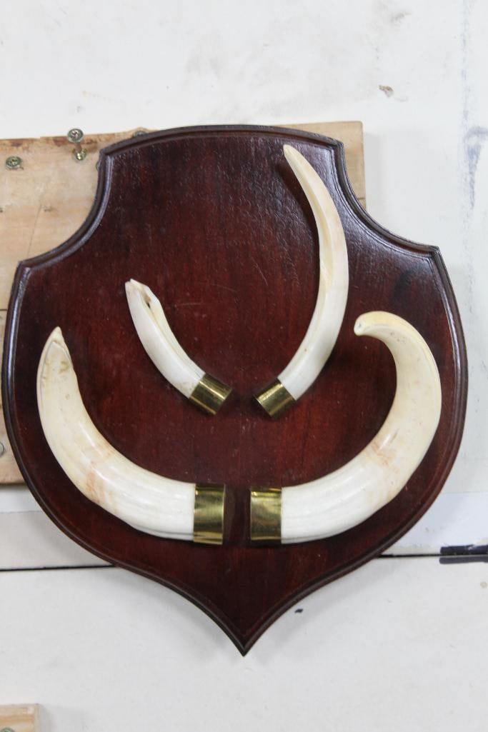 Set of Warthog Tusks on Wooden Plaque with Wall Hanger (1 of 6)