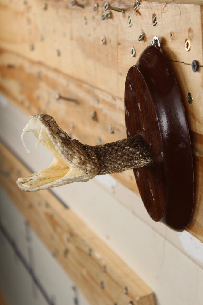 New and BIG Mounted Western Diamondback RATTLESNAKE Head on Wooden Plaque (1 of 6)