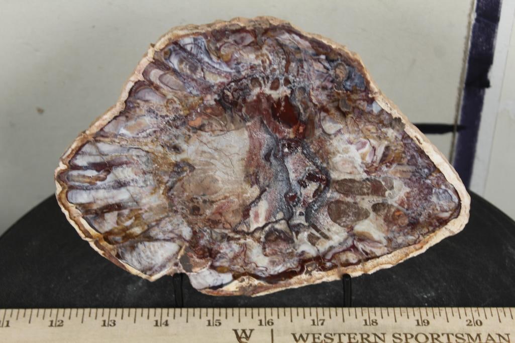 Polished Petrified or Agatized Wood Slab Slice from Madagascar. Wt: 1lb 2oz (1 of 5)
