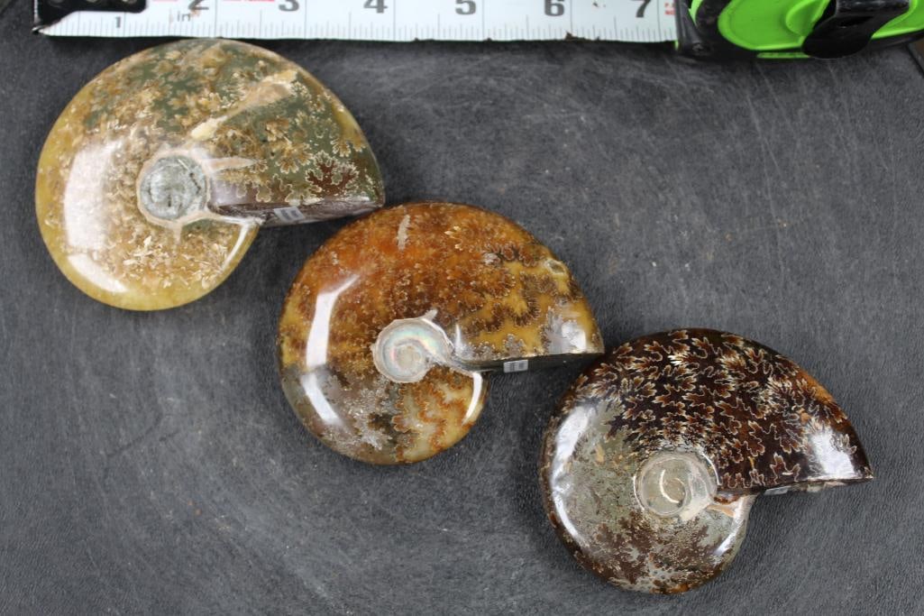 3 Smooth and Polished whole sutured AMMONITE FOSSILS. Wt: 1lb 2 oz (1 of 9)