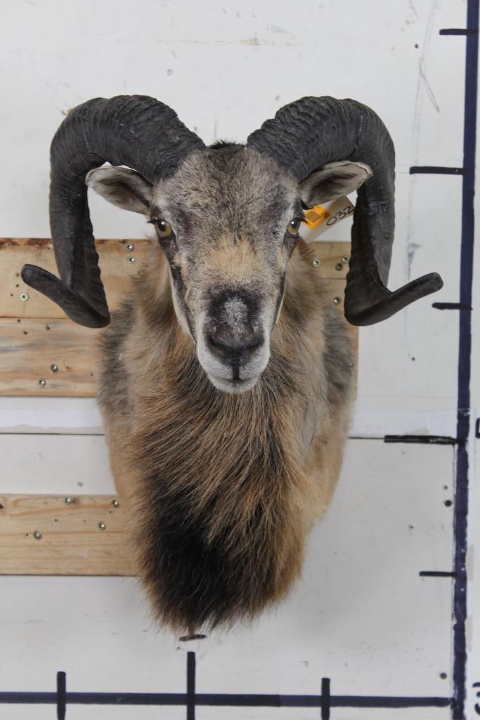 CORSICAN SHEEP Shoulder Mount. (1 of 10)
