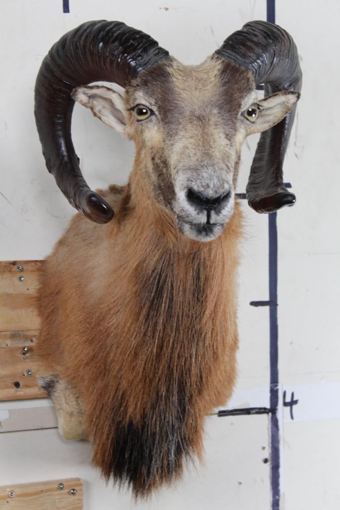CORSICAN RAM Sheep Shoulder Mount (1 of 10)