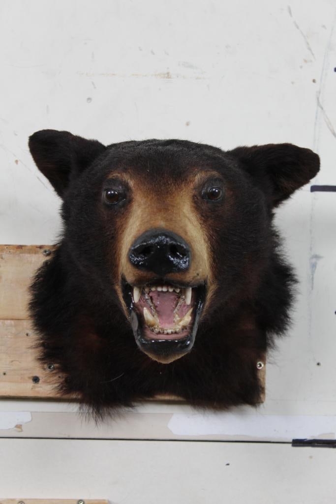 BLACK BEAR Shoulder Mount (1 of 8)