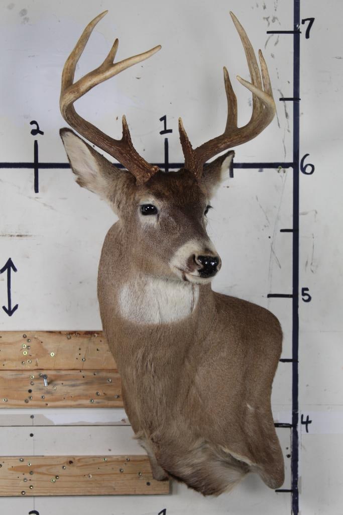 Very respectable 10-Point WHITETAIL DEER Wall Pedestal (1 of 11)