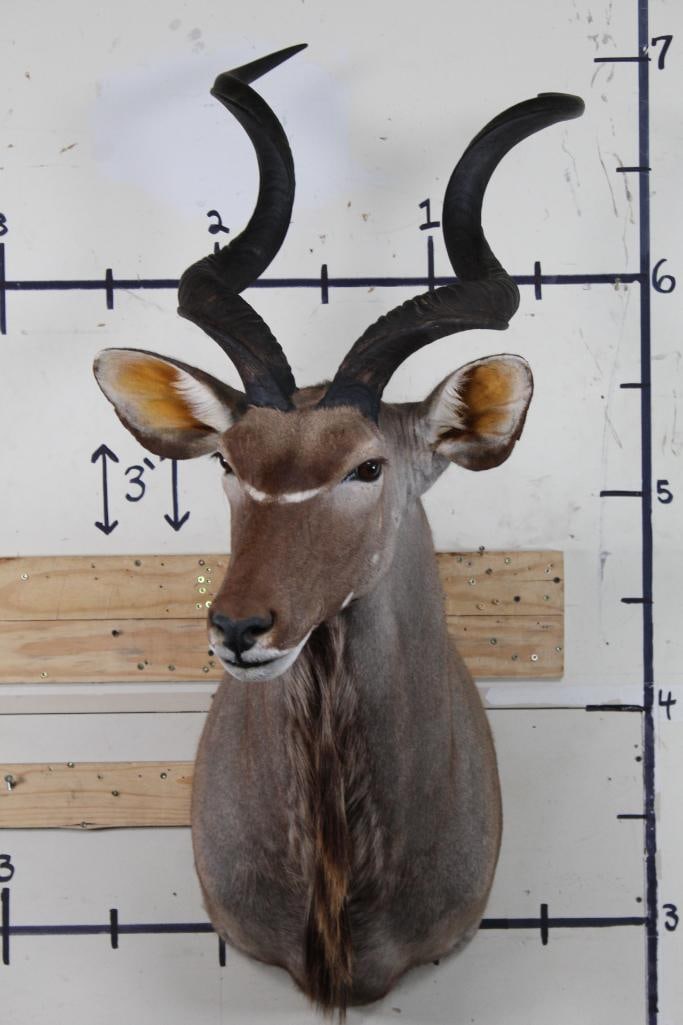 KUDU Shoulder Mount in Very Good Condition (1 of 12)