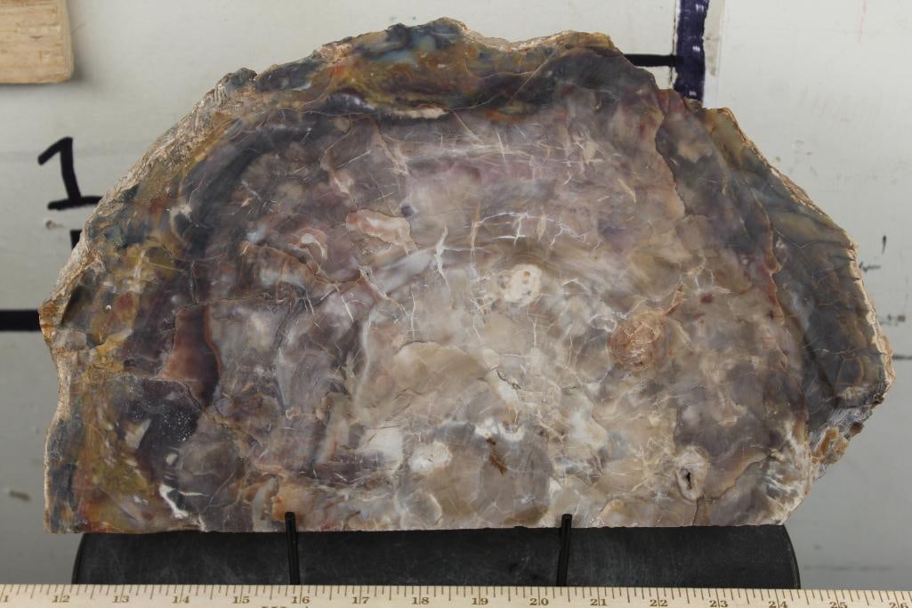 BIG 8lb 13oz Natural Arizona Rainbow PETRIFIED WOOD Slab Slice with Stand (1 of 7)