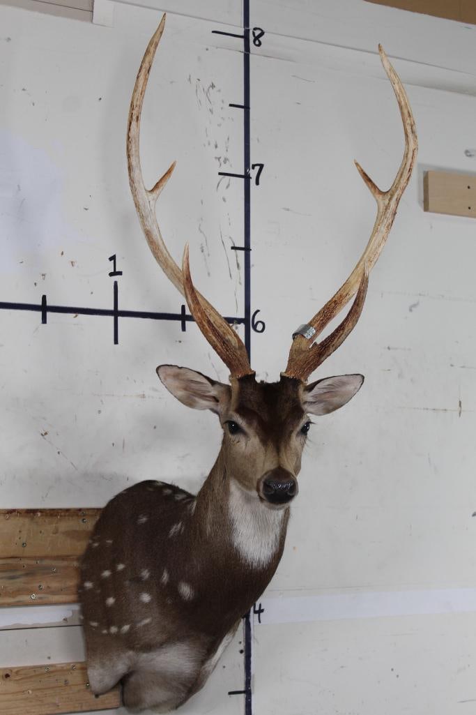 AXIS DEER Shoulder Mount (1 of 11)